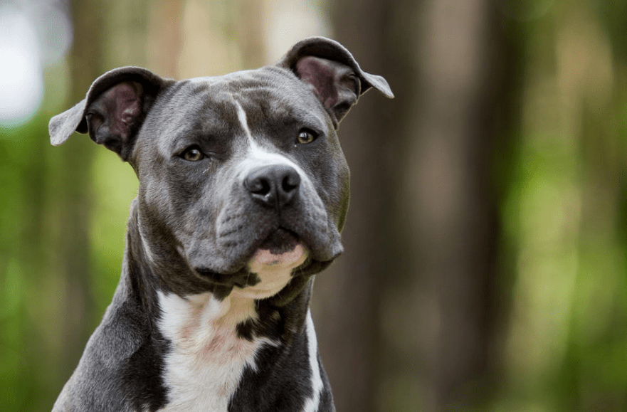 Anzeichen von Krebs bei Hunden Jeder Besitzer muss das wissen!