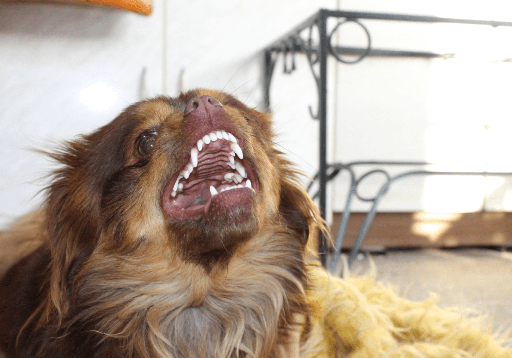 Hund bellt zu viel! Kann man dem Hund das bellen abgewöhnen?