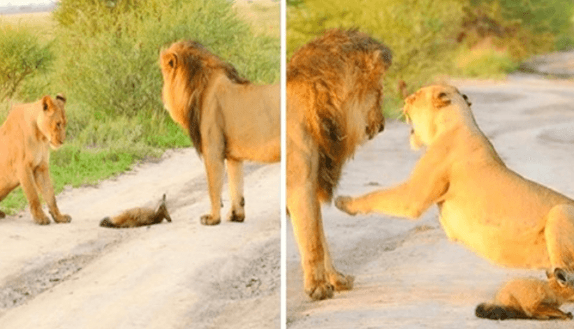 Löwin rettet und adoptiert einen verletzten Fuchs, der von einem hungrigen Löwen gefressen wurde -