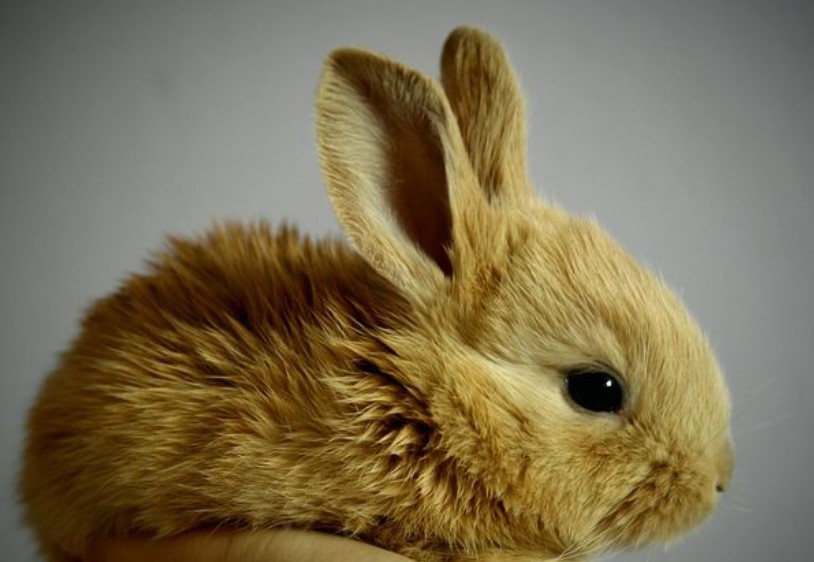 die Lebensdauer eines Kaninchens