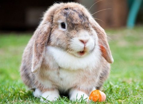 die Lebensdauer eines Kaninchens