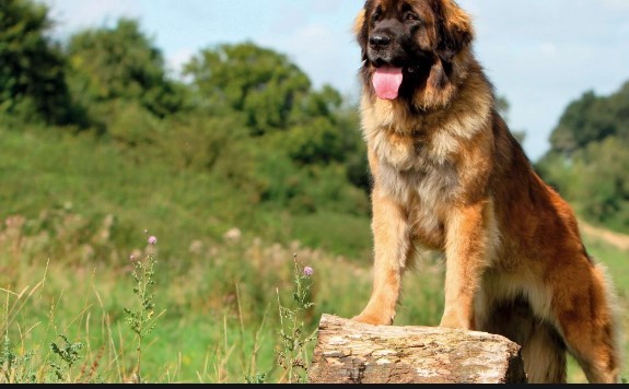 Leonberger hund