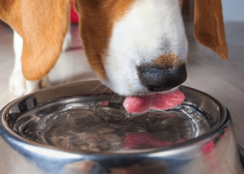Wie viel Wasser sollte ein Hund trinken?