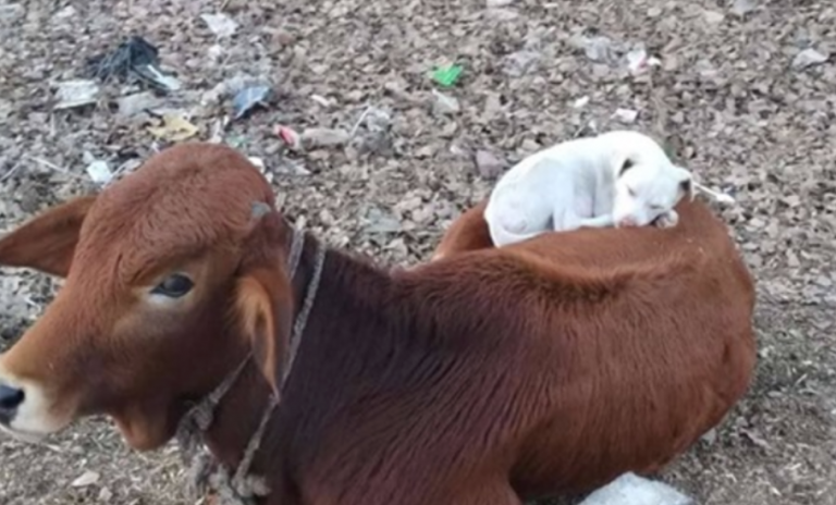 Müder Hund sieht Kuh, die ein Nickerchen macht und beschließt, sich auf